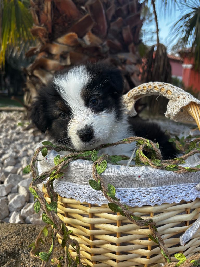 du Camp de la Roque - Chiot disponible  - Berger Australien