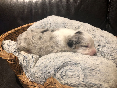 CHIOT Bleu Merle Tricolore