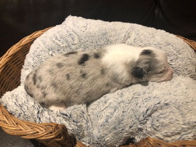 CHIOT Bleu Merle Tricolore