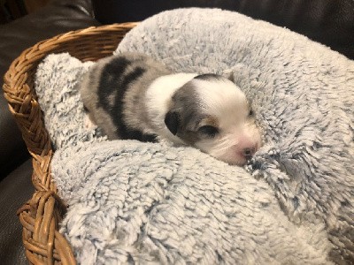 CHIOT Bleu Merle Bicolore