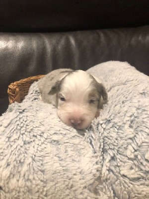 CHIOT Bleu Merle Tricolore