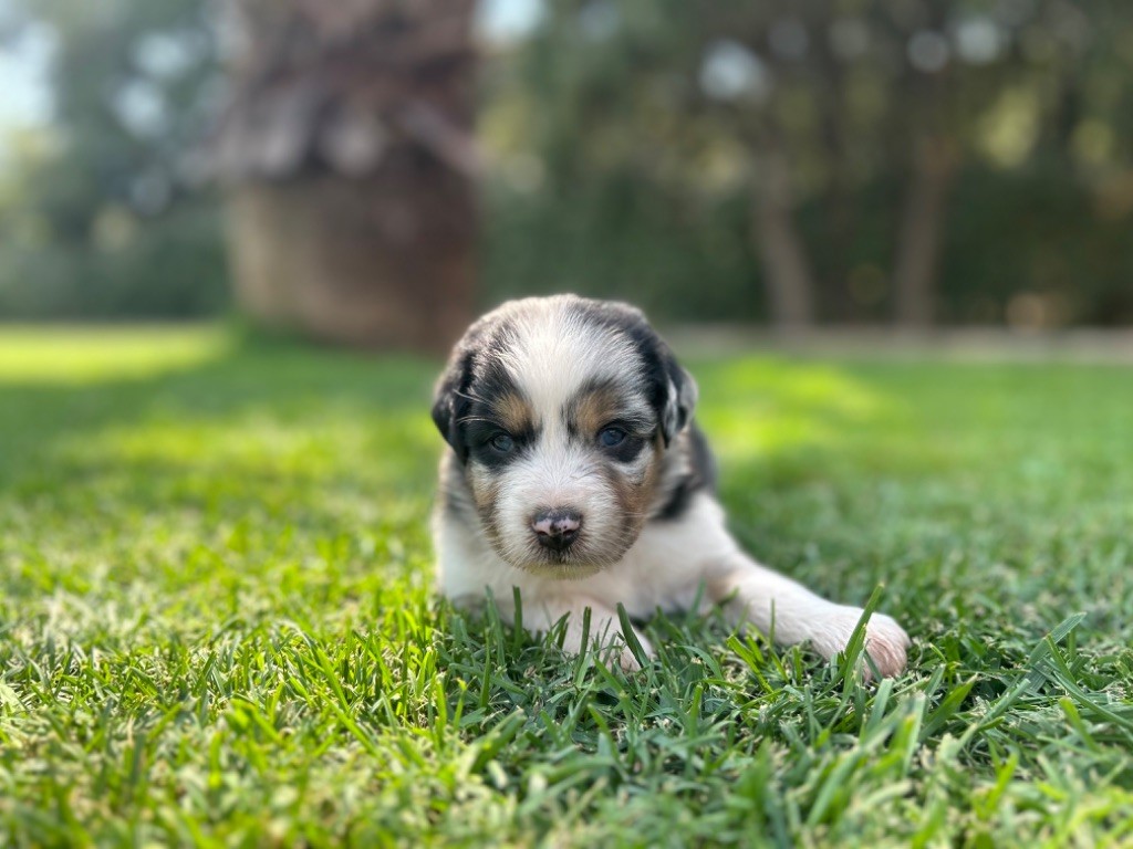 du Camp de la Roque - Chiots disponibles - Berger Australien