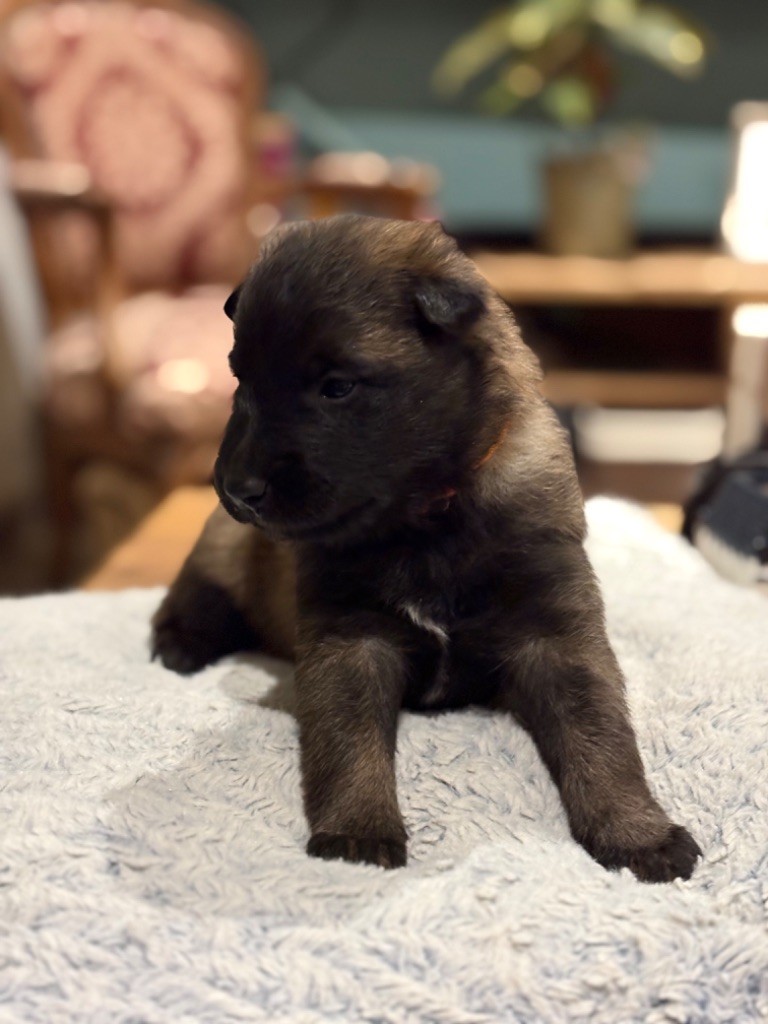 du Camp de la Roque - Chiots disponibles - Berger Belge