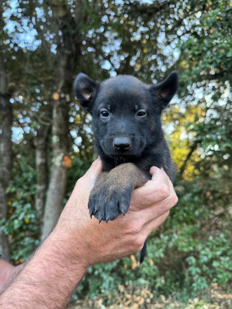 du Camp de la Roque - Chiots disponibles - Berger Belge