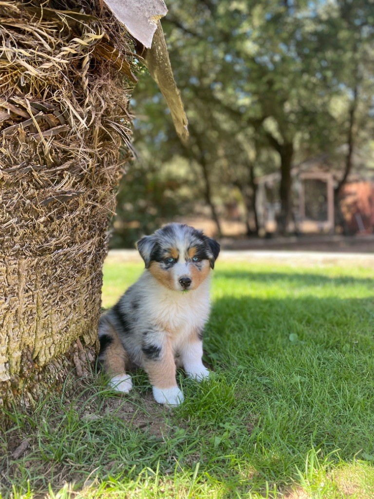 du Camp de la Roque - Chiots disponibles - Berger Australien