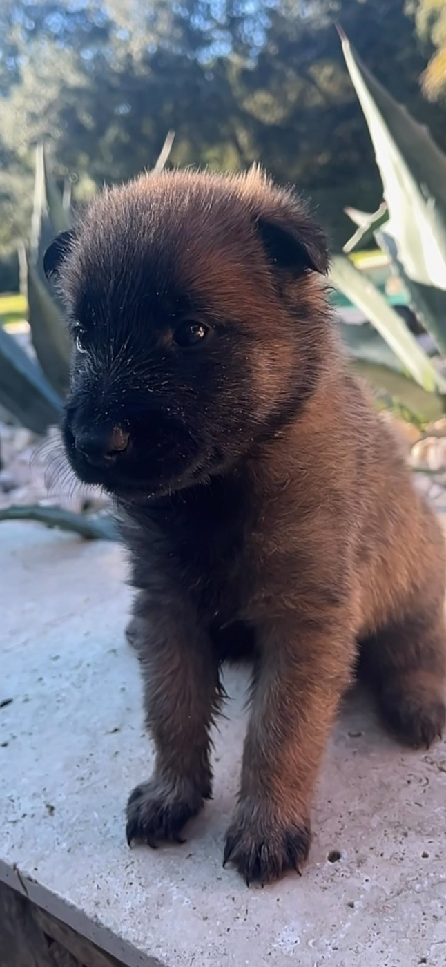 du Camp de la Roque - Chiots disponibles - Berger Belge