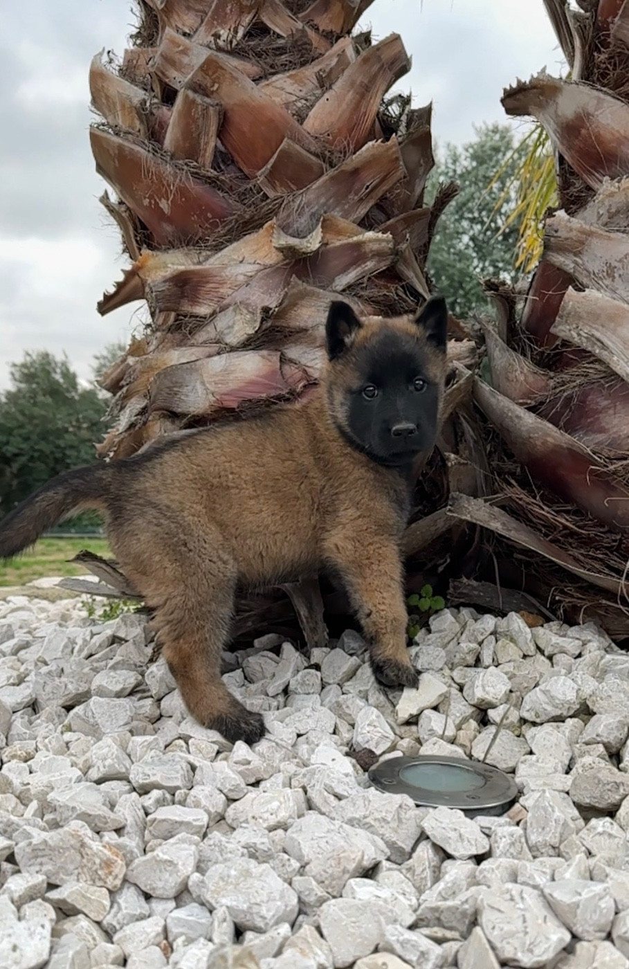 du Camp de la Roque - Chiots disponibles - Berger Belge