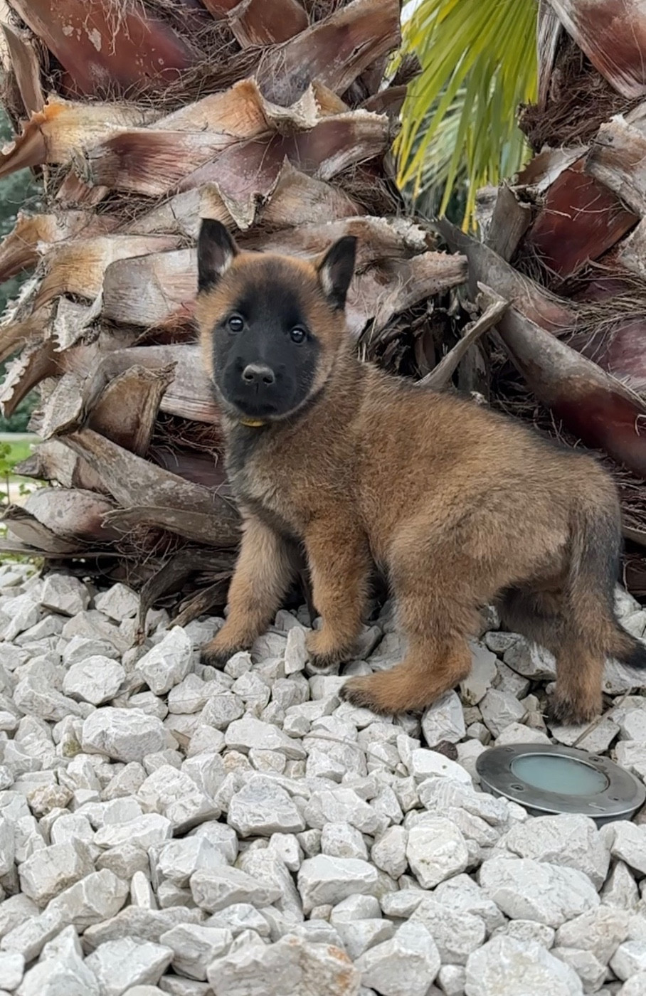 du Camp de la Roque - Chiots disponibles - Berger Belge