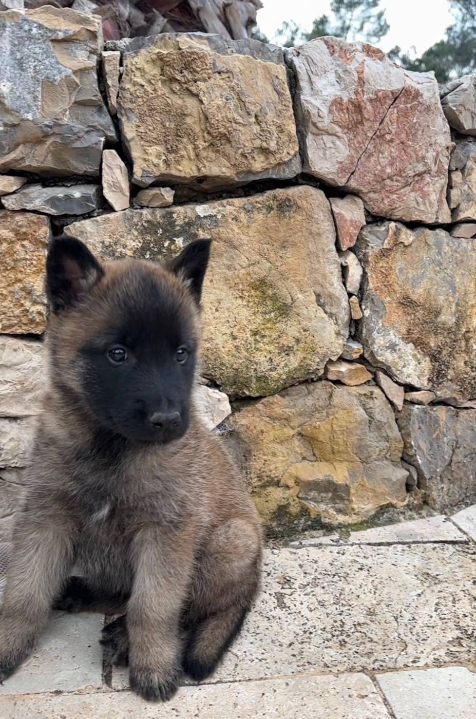 du Camp de la Roque - Chiots disponibles - Berger Belge