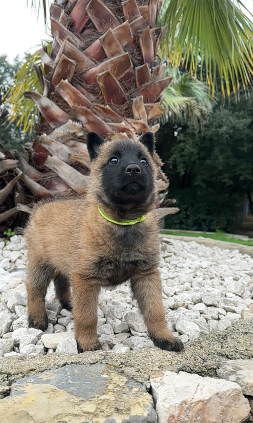 du Camp de la Roque - Chiots disponibles - Berger Belge