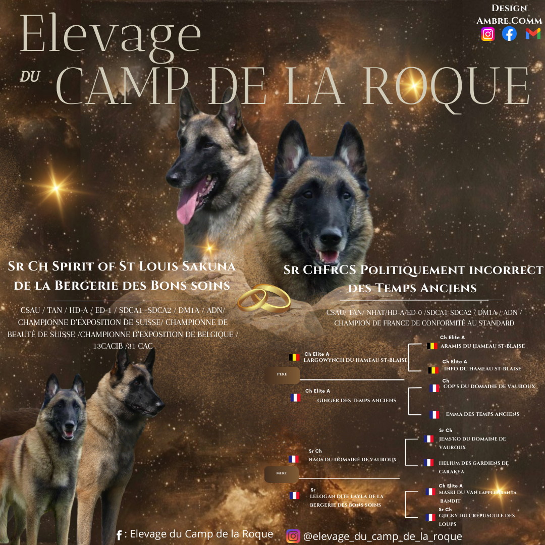 Chiot Berger Belge du Camp de la Roque