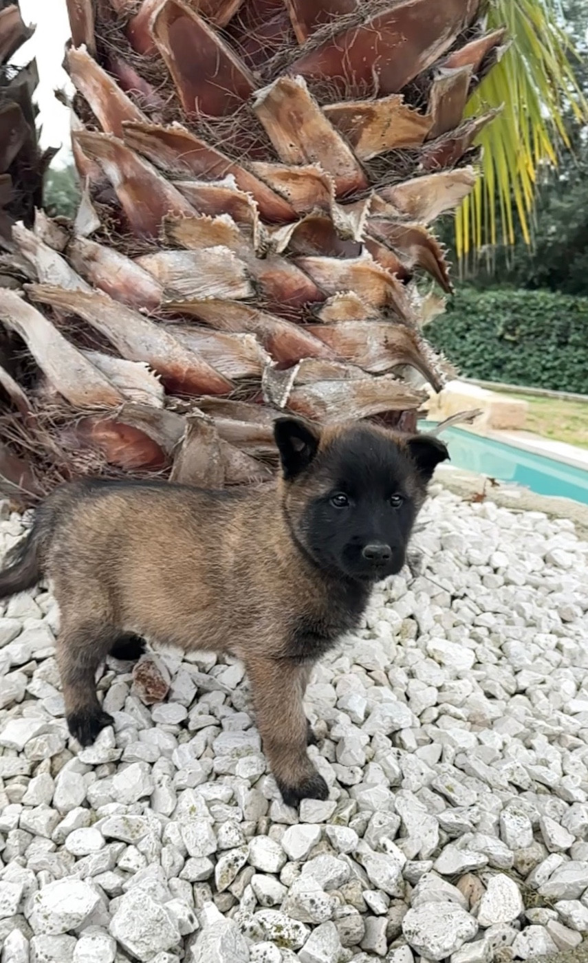 du Camp de la Roque - Chiots disponibles - Berger Belge