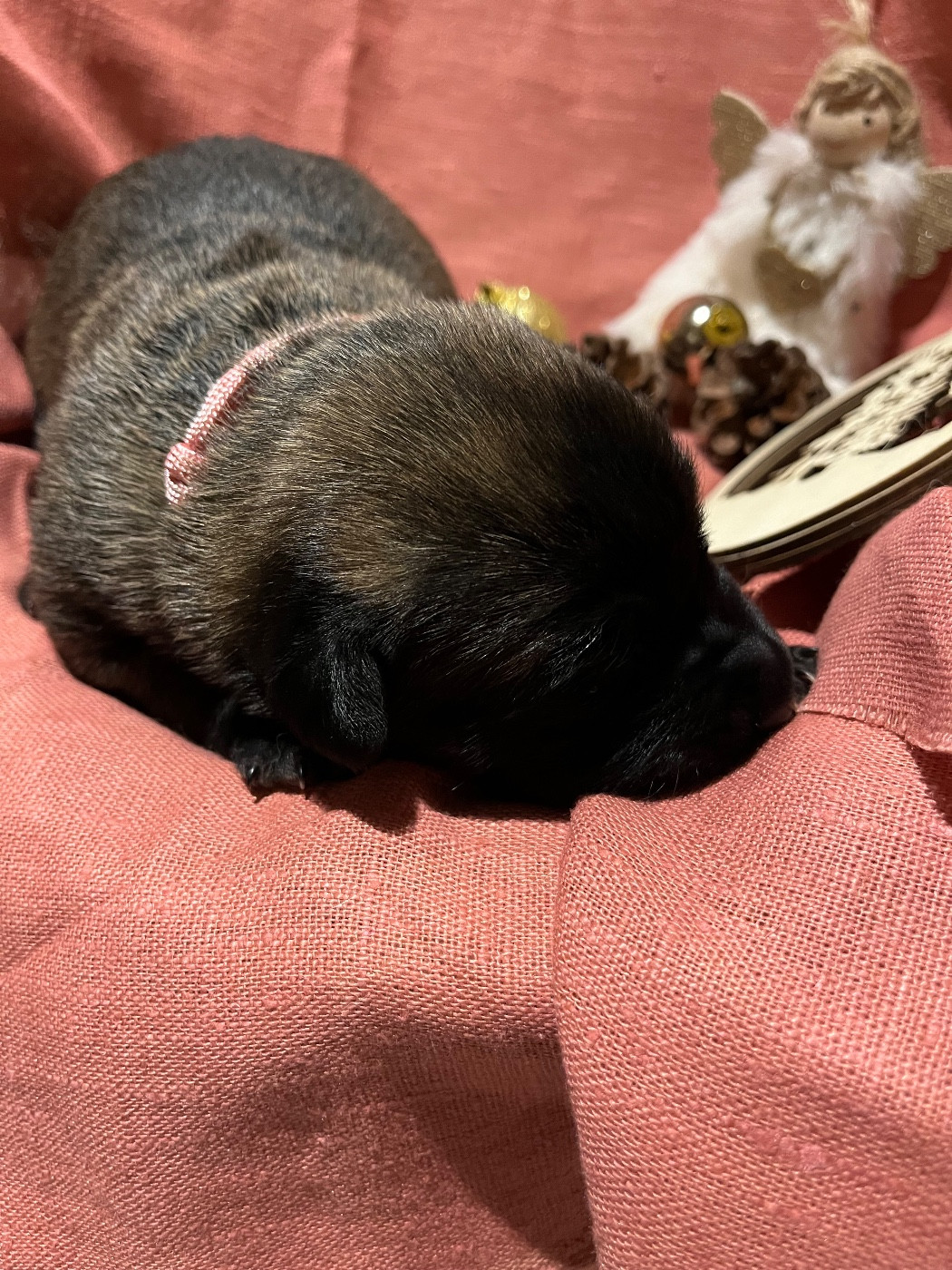 du Camp de la Roque - Chiots disponibles - Berger Belge