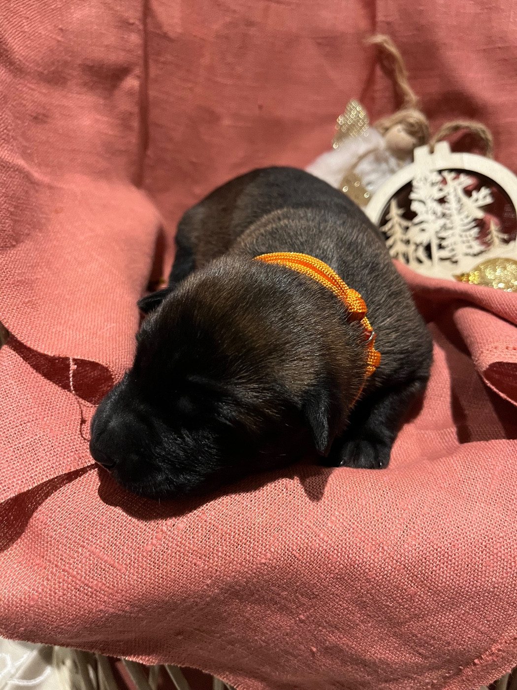 du Camp de la Roque - Chiots disponibles - Berger Belge