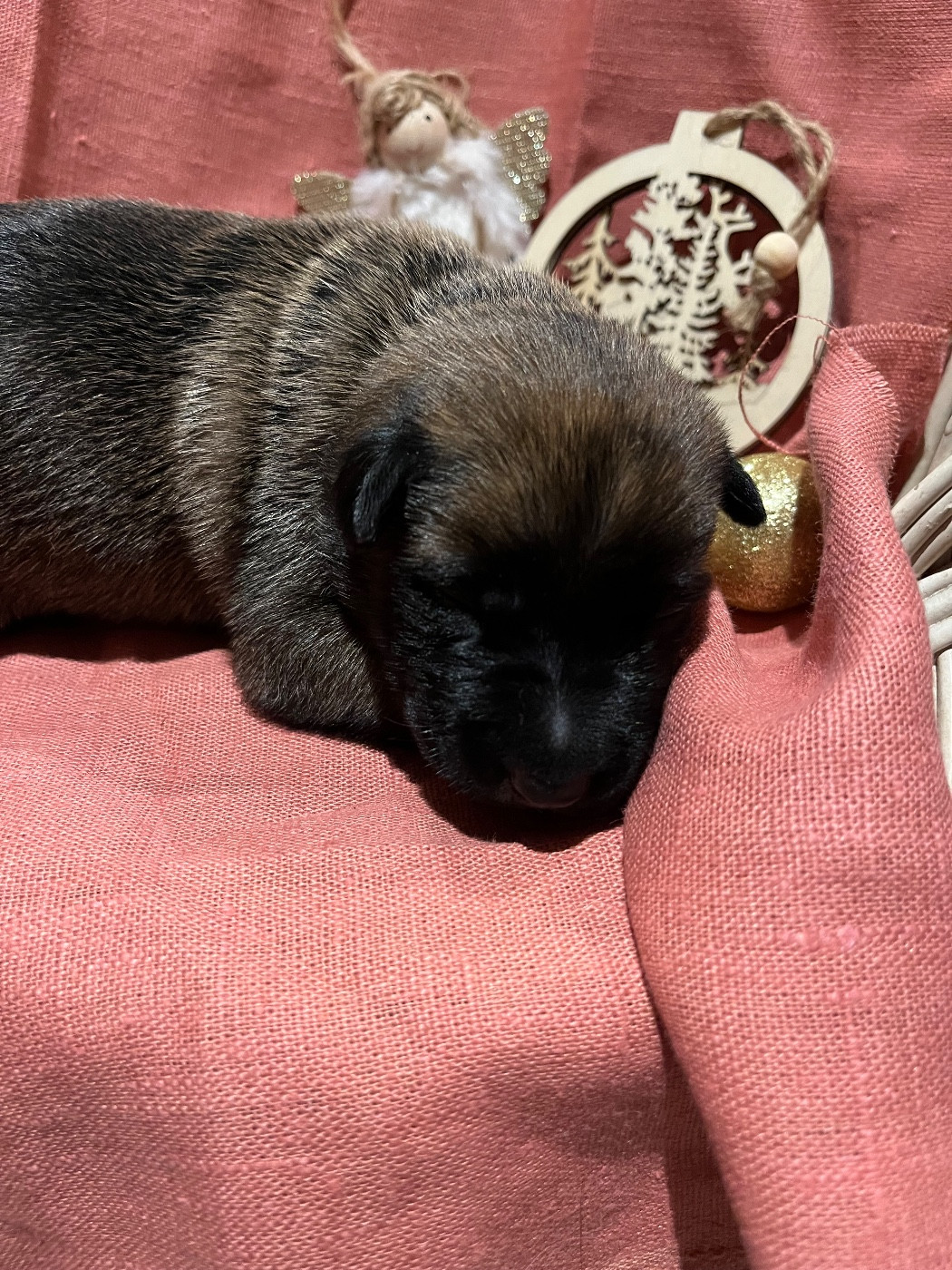 du Camp de la Roque - Chiots disponibles - Berger Belge