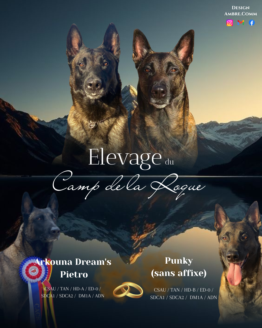 Chiot Berger Belge du Camp de la Roque