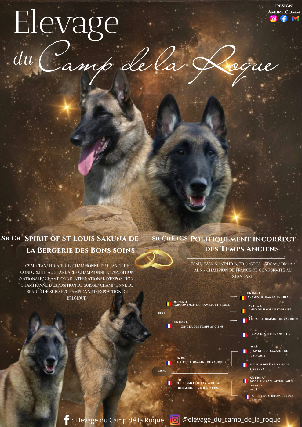 Chiot Berger Belge du Camp de la Roque