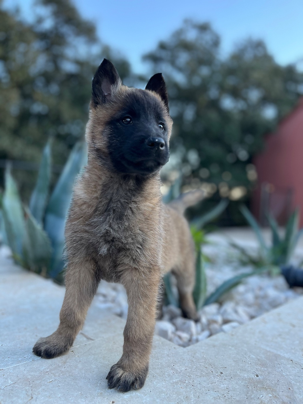 du Camp de la Roque - Chiots disponibles - Berger Belge