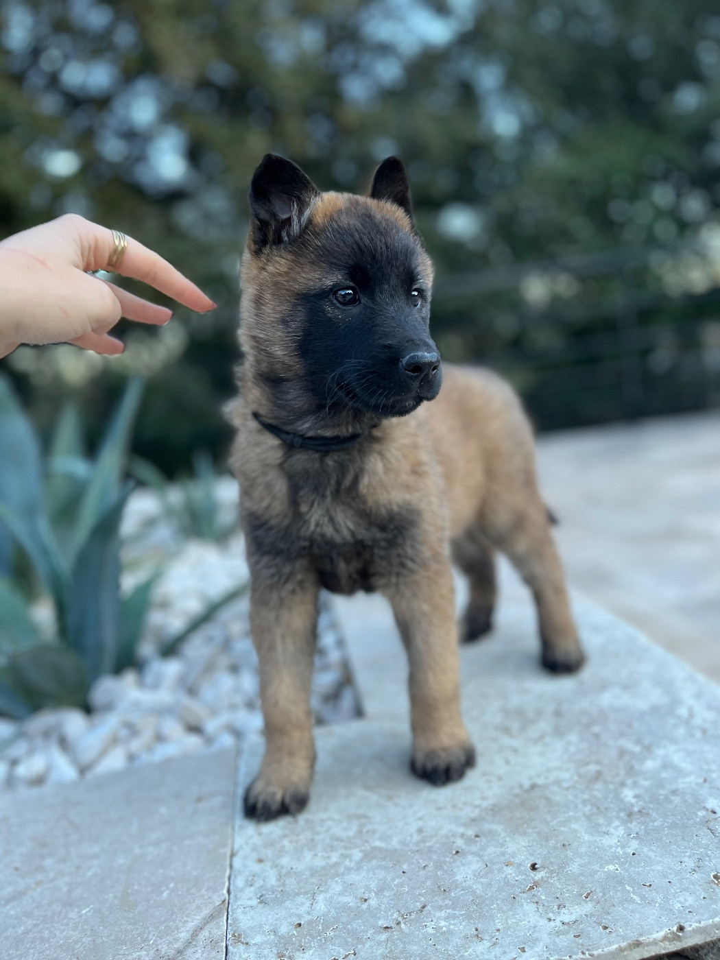 du Camp de la Roque - Chiots disponibles - Berger Belge