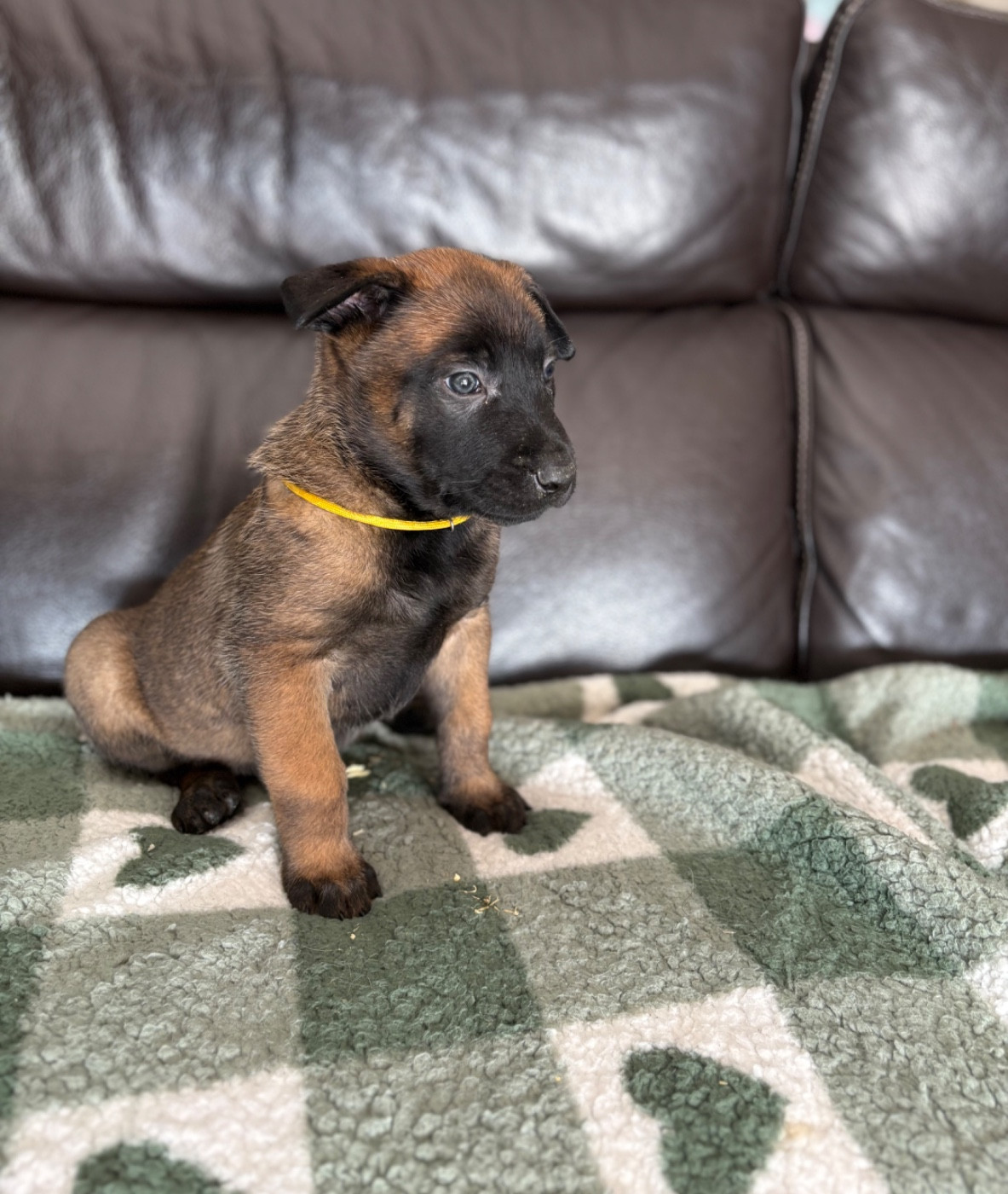 du Camp de la Roque - Chiots disponibles - Berger Belge