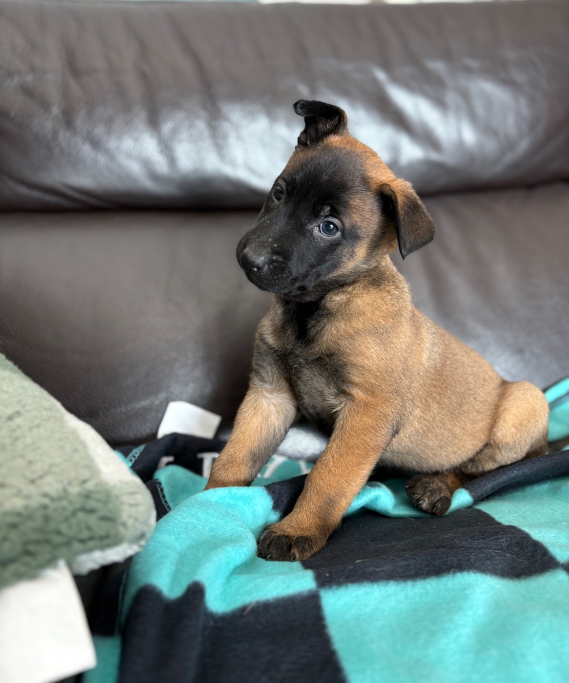 du Camp de la Roque - Chiots disponibles - Berger Belge