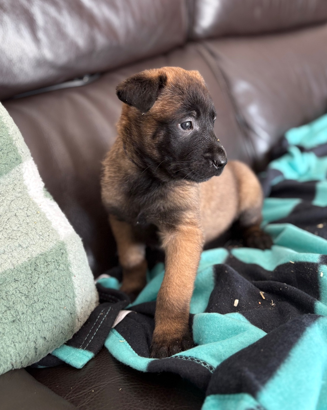 du Camp de la Roque - Chiots disponibles - Berger Belge