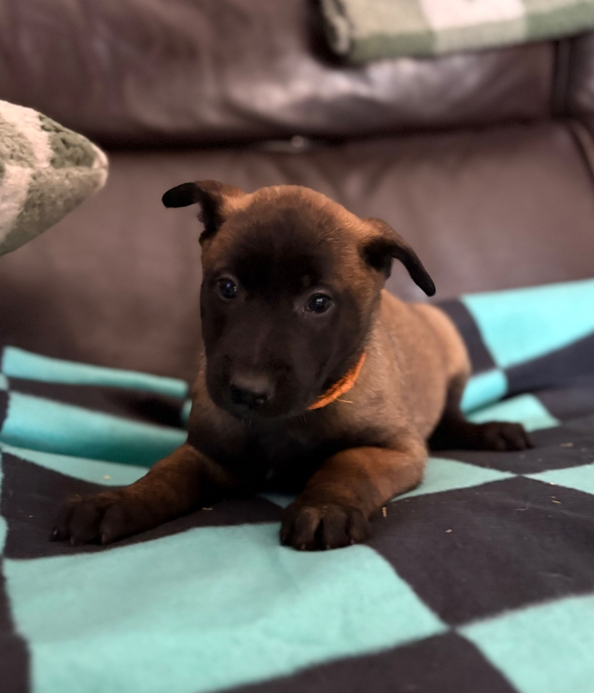 du Camp de la Roque - Chiots disponibles - Berger Belge