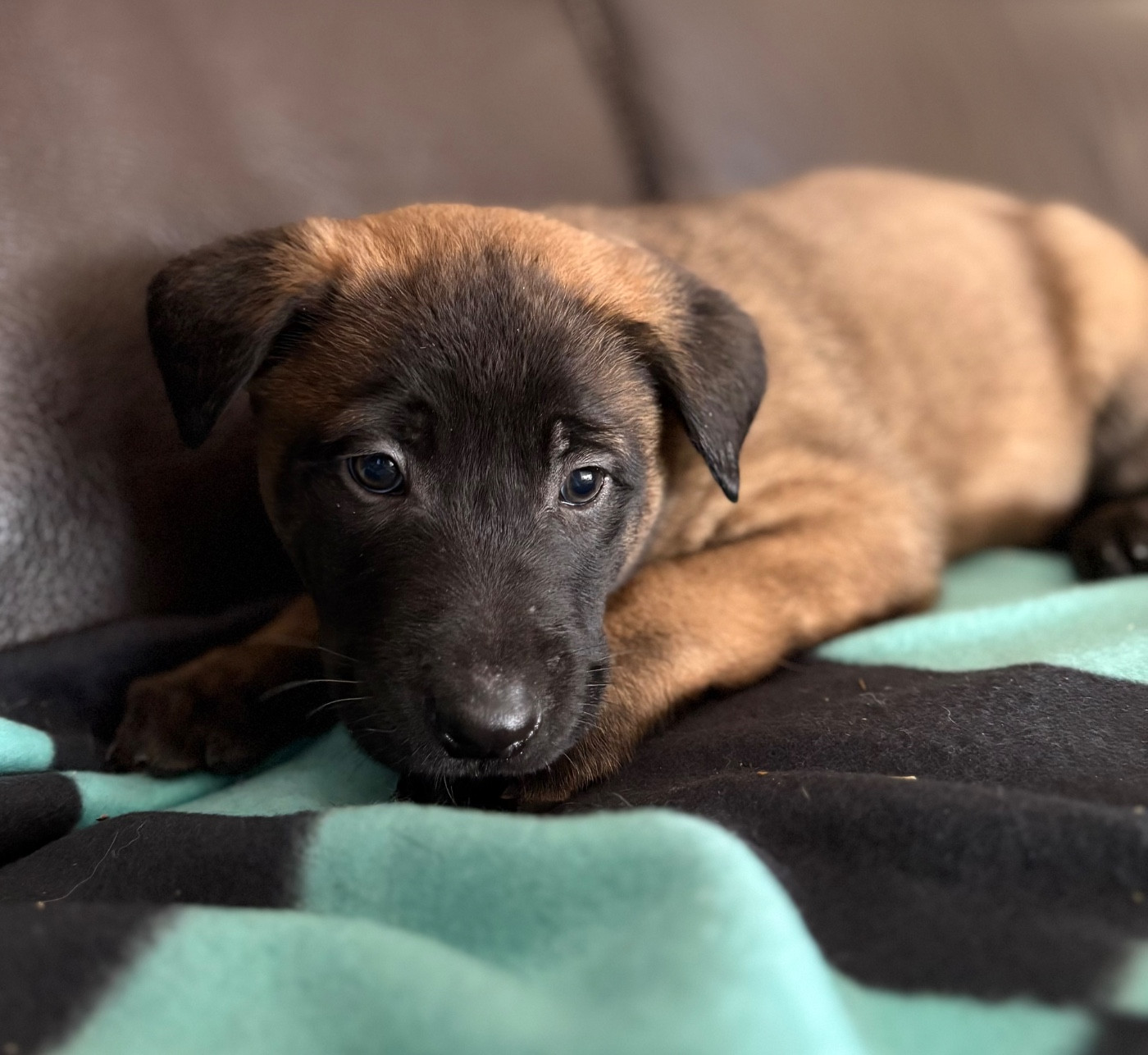 du Camp de la Roque - Chiots disponibles - Berger Belge