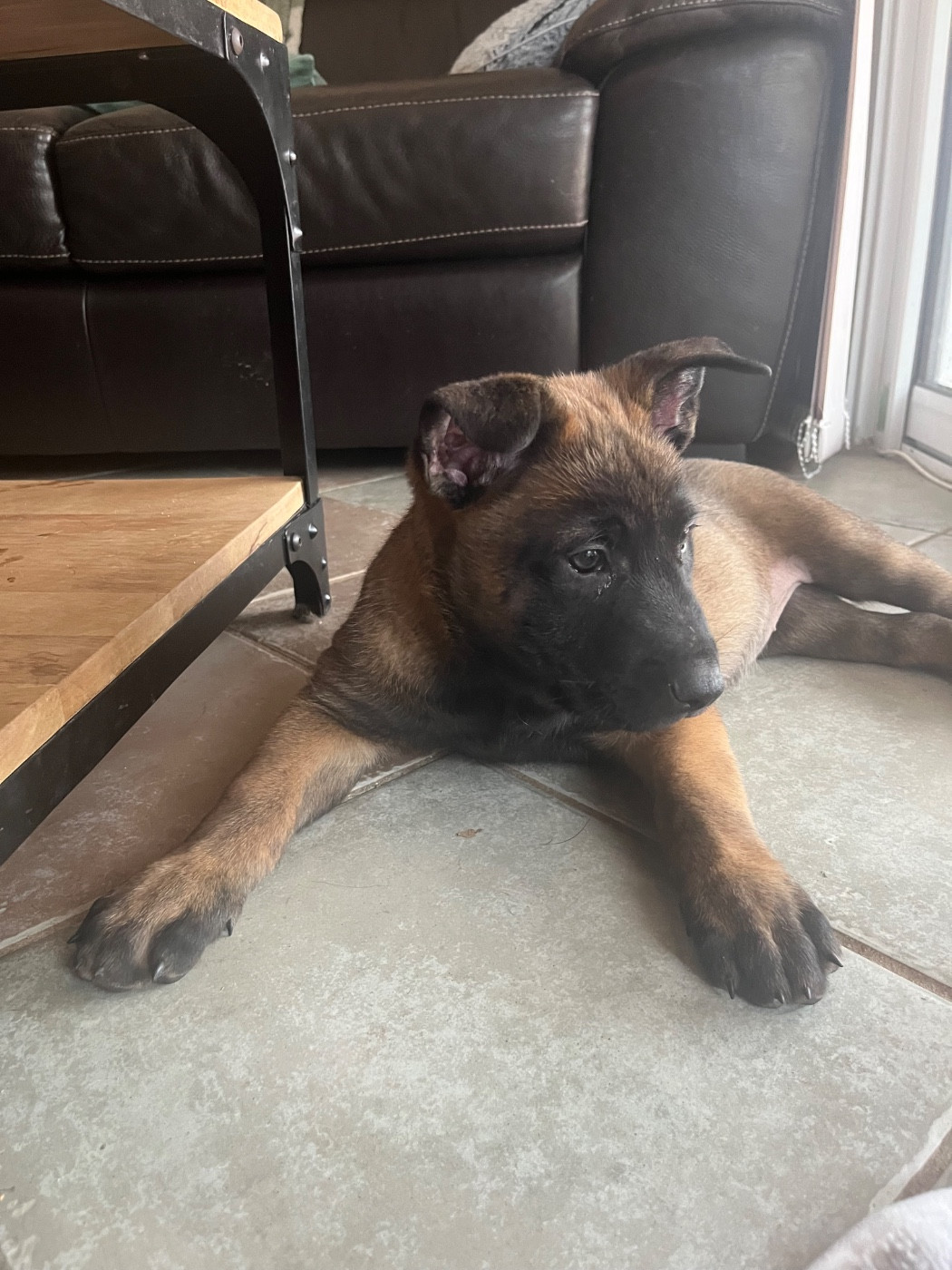 du Camp de la Roque - Chiots disponibles - Berger Belge