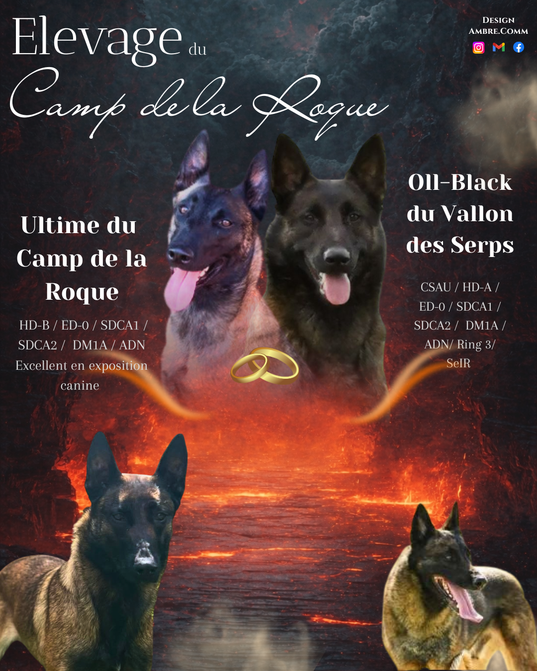Chiot Berger Belge du Camp de la Roque