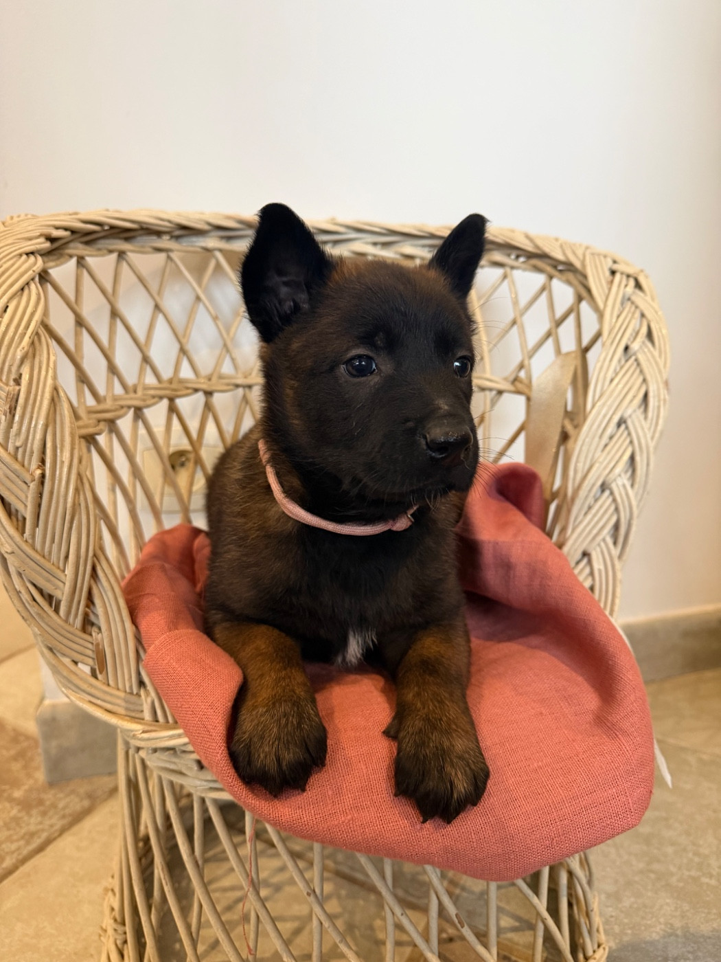 du Camp de la Roque - Chiots disponibles - Berger Belge