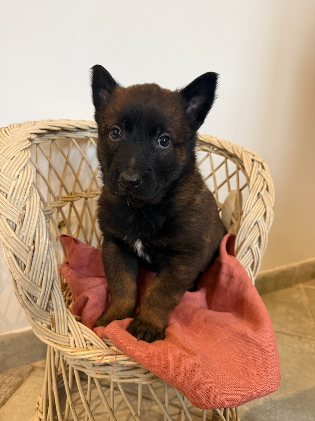 du Camp de la Roque - Chiots disponibles - Berger Belge