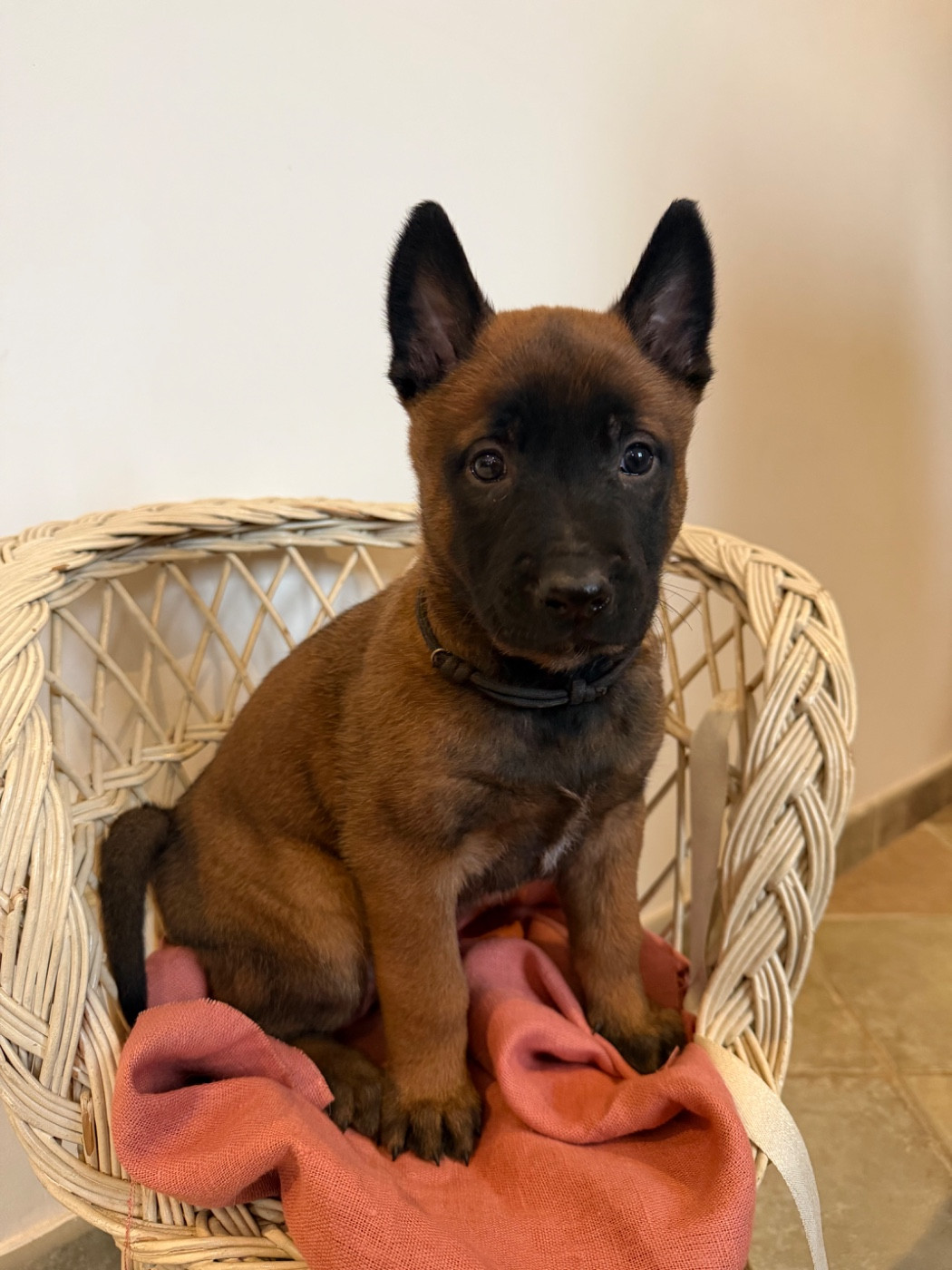 du Camp de la Roque - Chiots disponibles - Berger Belge