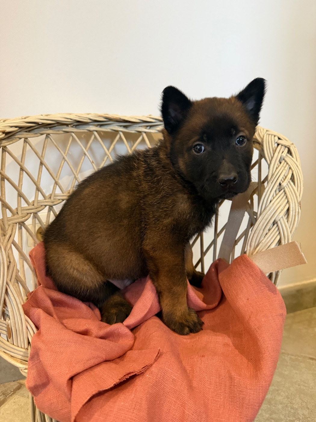 du Camp de la Roque - Chiots disponibles - Berger Belge