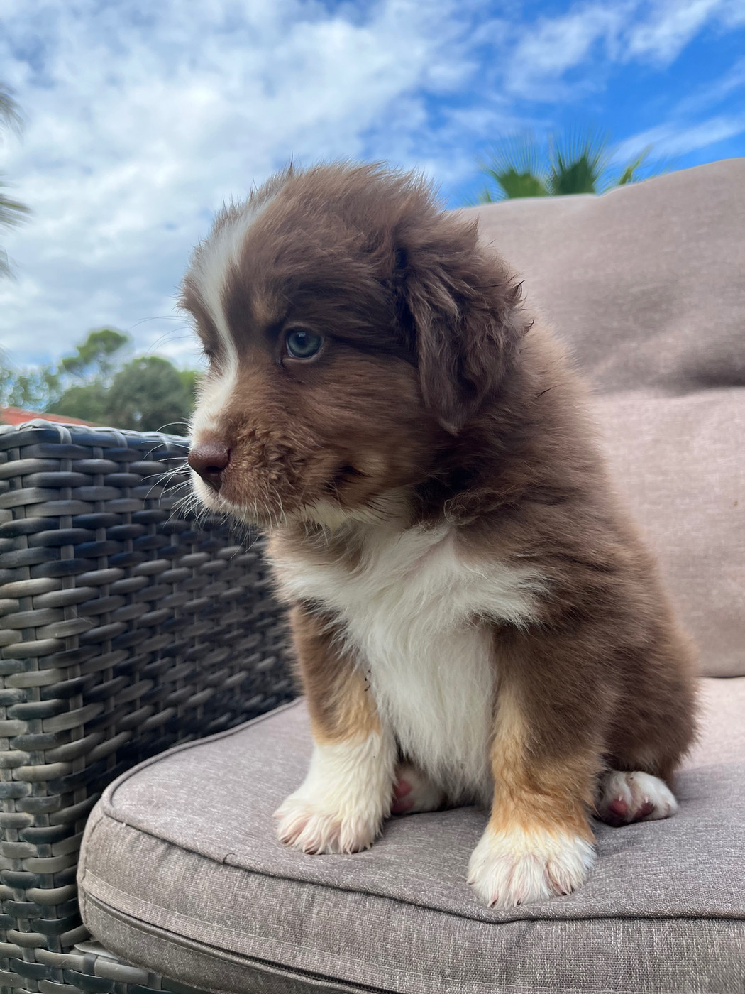 du Camp de la Roque - Chiots disponibles - Berger Australien