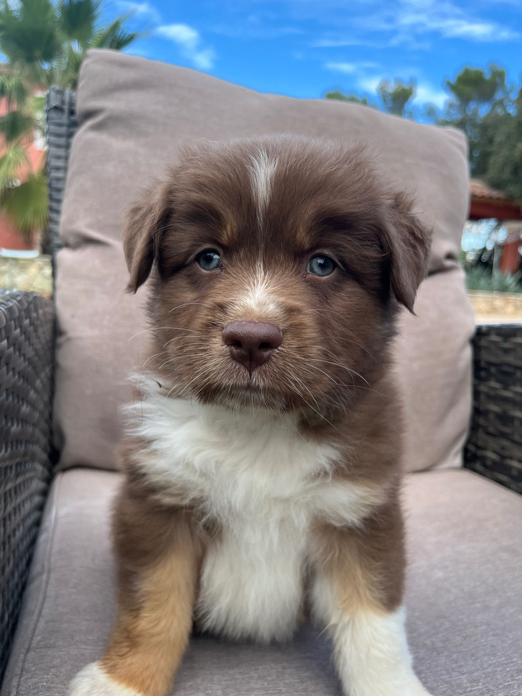 du Camp de la Roque - Chiots disponibles - Berger Australien