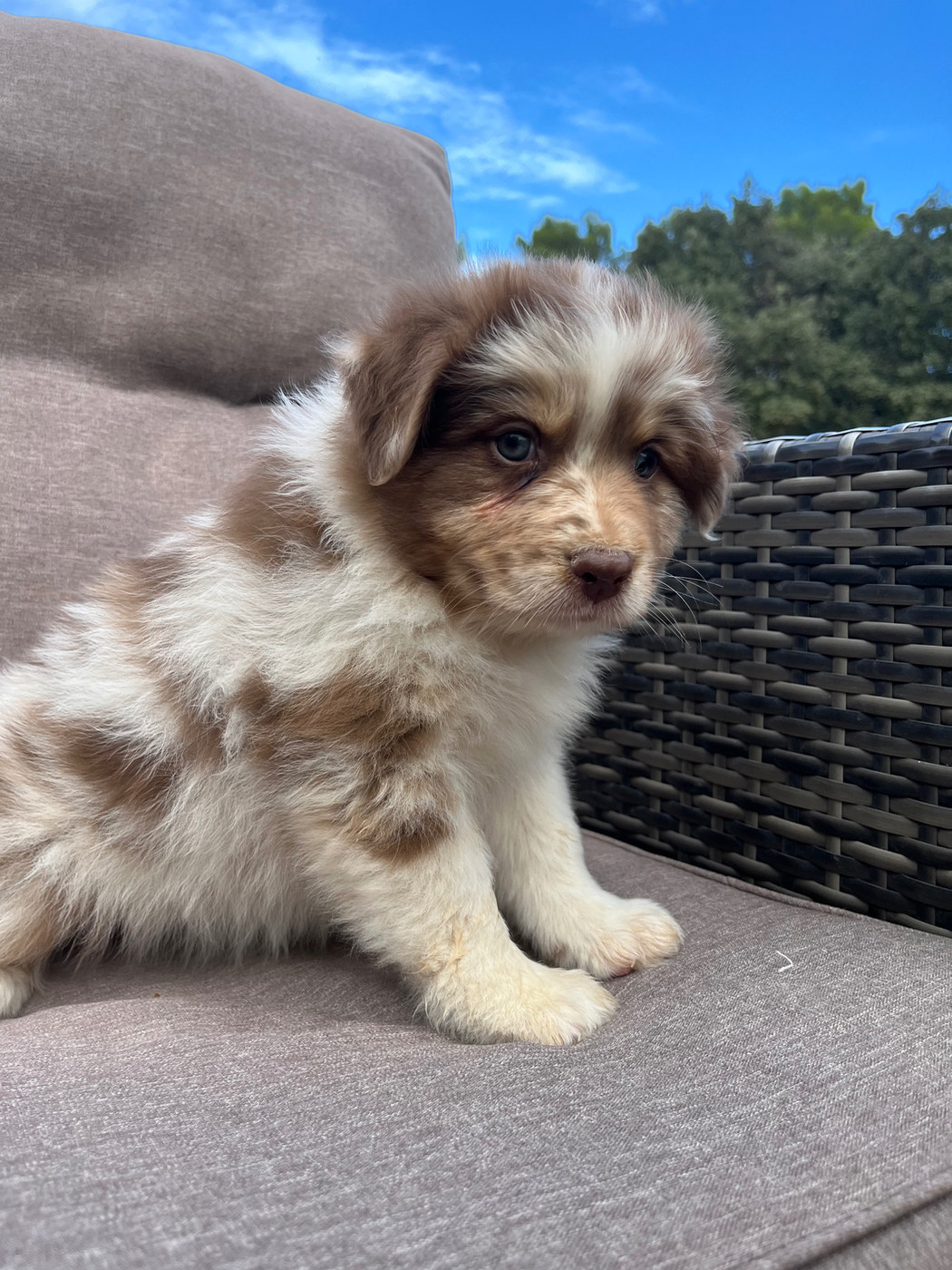 du Camp de la Roque - Chiots disponibles - Berger Australien