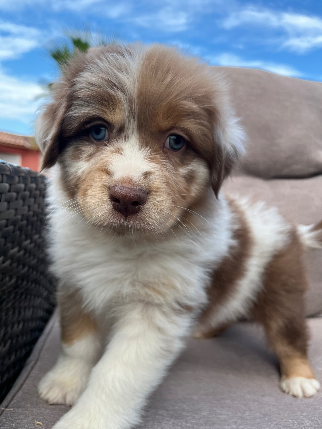du Camp de la Roque - Chiots disponibles - Berger Australien
