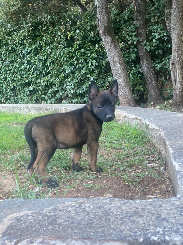 du Camp de la Roque - Chiots disponibles - Berger Belge
