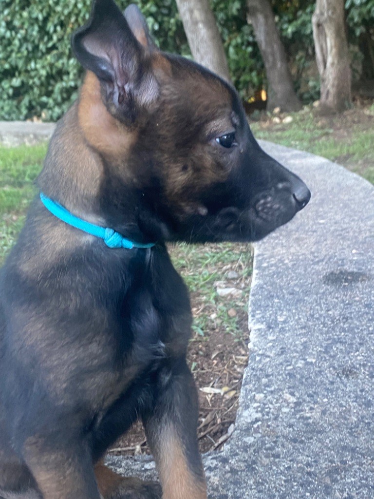du Camp de la Roque - Chiots disponibles - Berger Belge