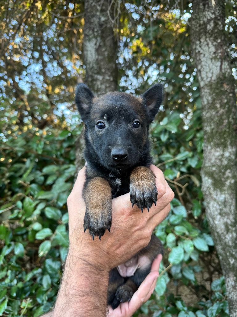 du Camp de la Roque - Chiots disponibles - Berger Belge