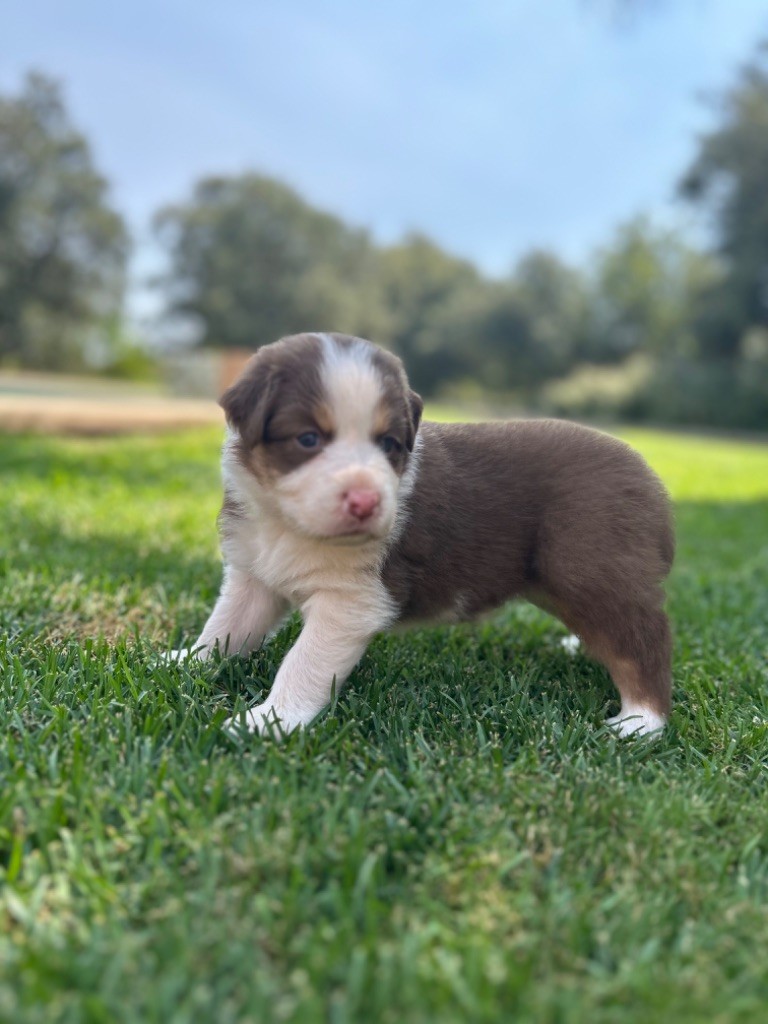 du Camp de la Roque - Chiots disponibles - Berger Australien