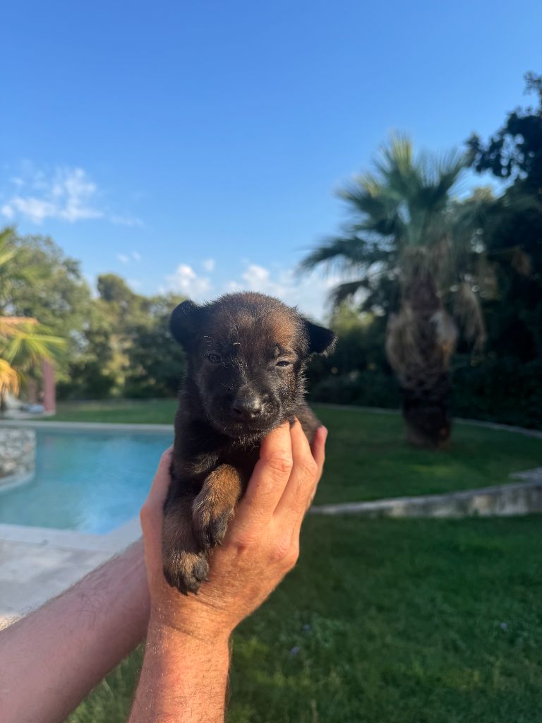 du Camp de la Roque - Chiots disponibles - Berger Belge