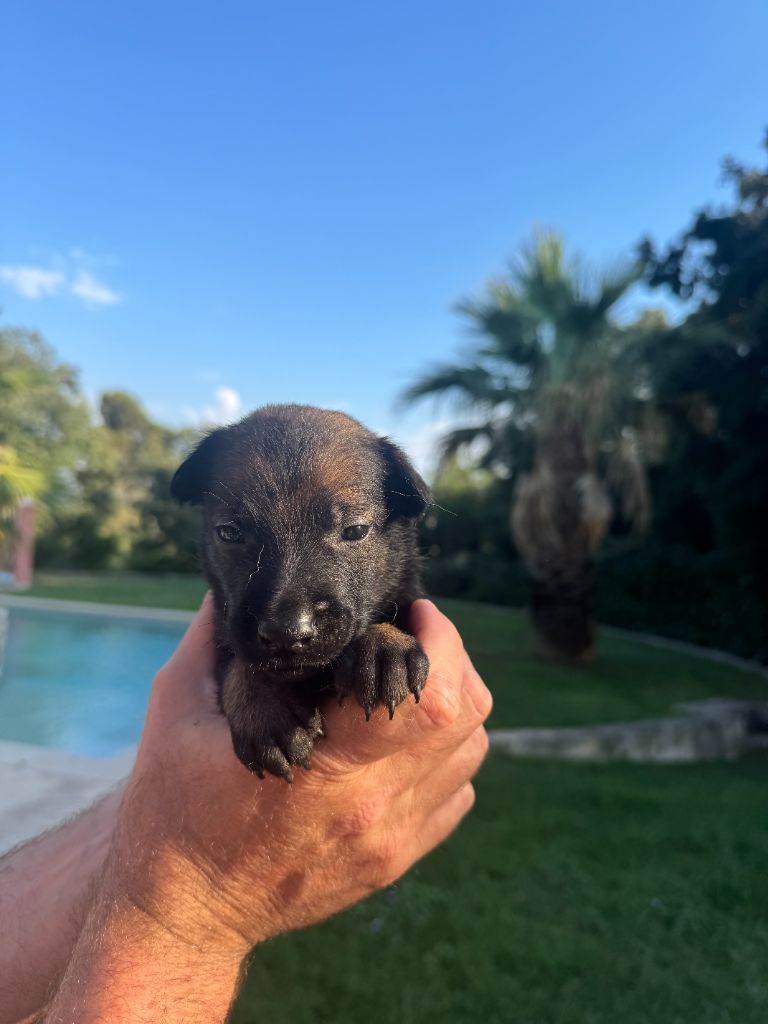 du Camp de la Roque - Chiots disponibles - Berger Belge