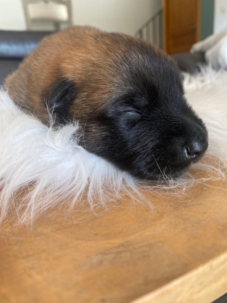 du Camp de la Roque - Chiots disponibles - Berger Belge