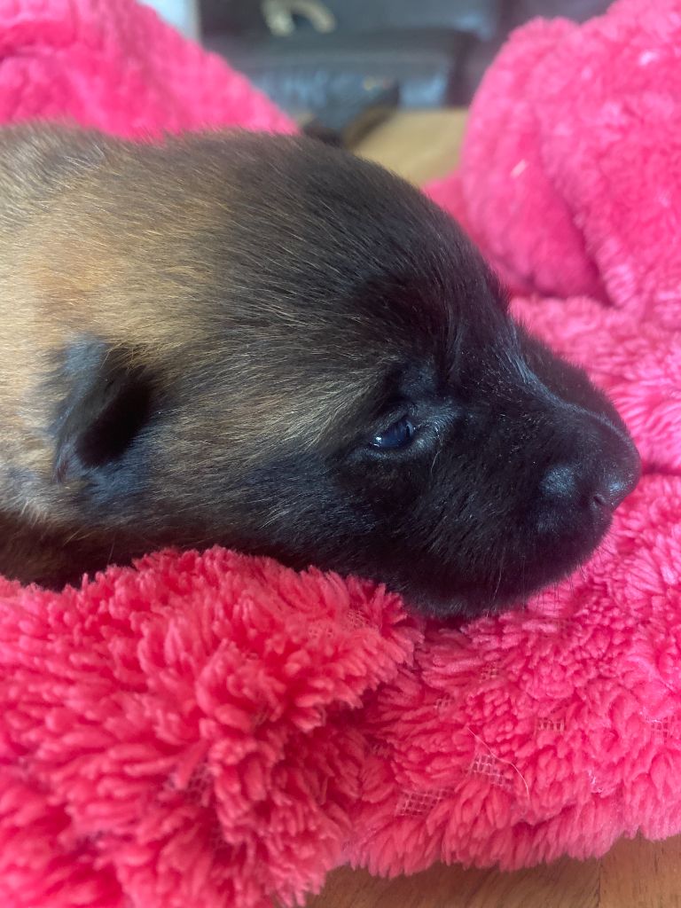 du Camp de la Roque - Chiots disponibles - Berger Belge