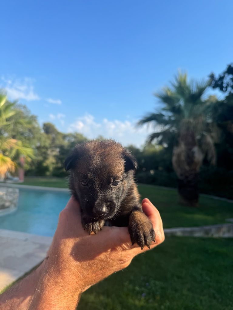 du Camp de la Roque - Chiots disponibles - Berger Belge