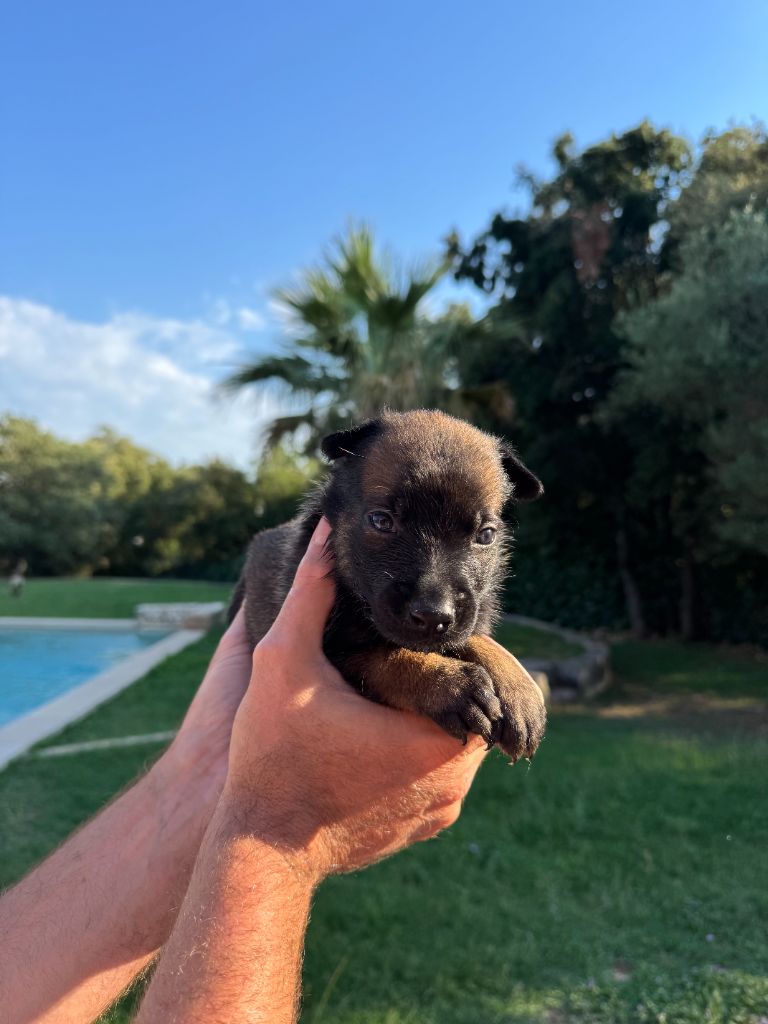 du Camp de la Roque - Chiots disponibles - Berger Belge