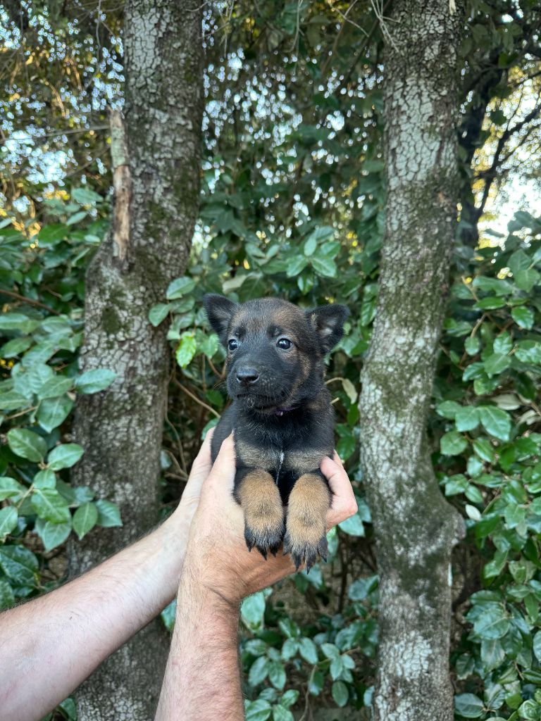 du Camp de la Roque - Chiots disponibles - Berger Belge