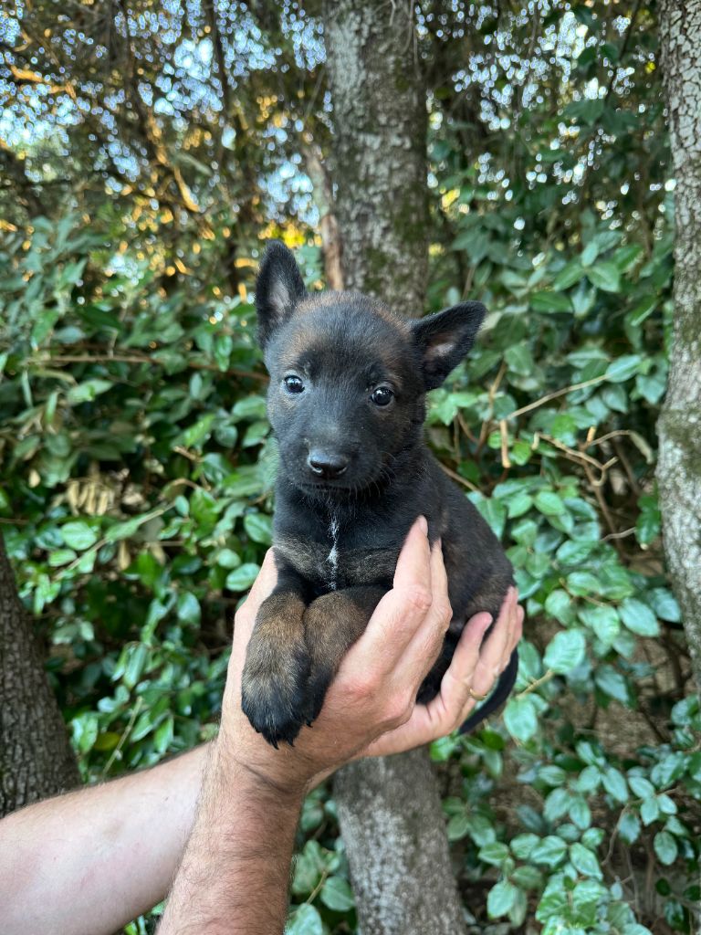 du Camp de la Roque - Chiots disponibles - Berger Belge
